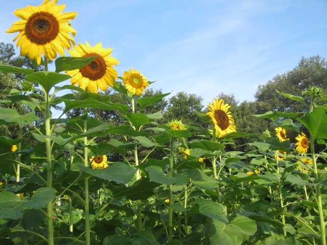 meine Sonnenblumen　私のひまわり_d0201648_1627471.jpg