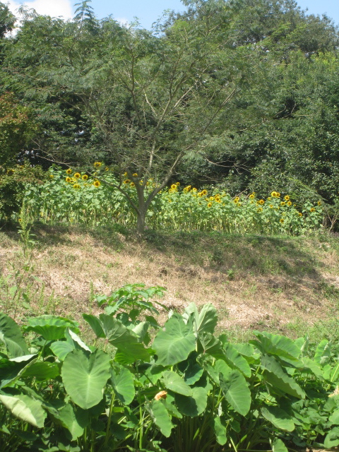 meine Sonnenblumen　私のひまわり_d0201648_16363839.jpg