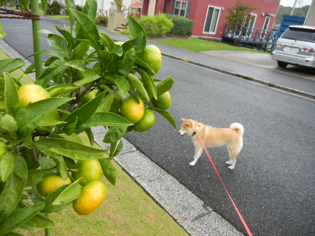 2011年9月21日(水)台風15号接近!_f0060461_11544756.jpg