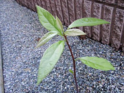 c0027666_12403176.jpg
