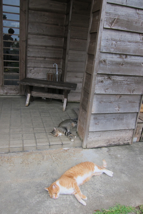 cat less._c0153966_19102384.jpg