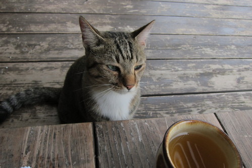 cat less._c0153966_192493.jpg
