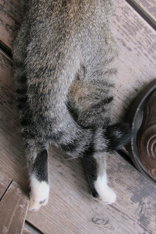 cat less._c0153966_1994415.jpg