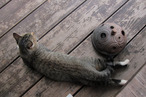 cat less._c0153966_199573.jpg