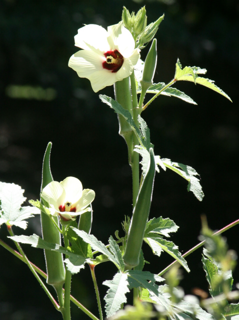 オクラの花とオクラの美味しい食べ方。_a0076877_19543427.jpg