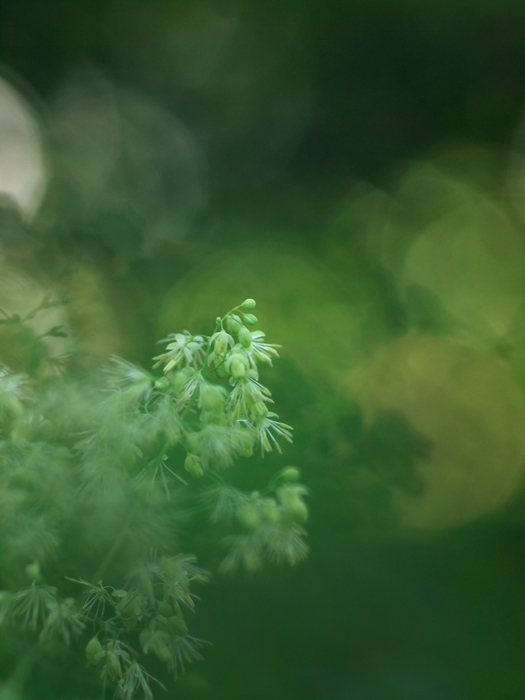 赤塚植物園～Part1～_a0161380_2235682.jpg