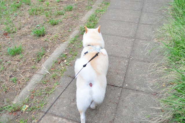 ドキドキかぼちゃん_a0126590_20592333.jpg