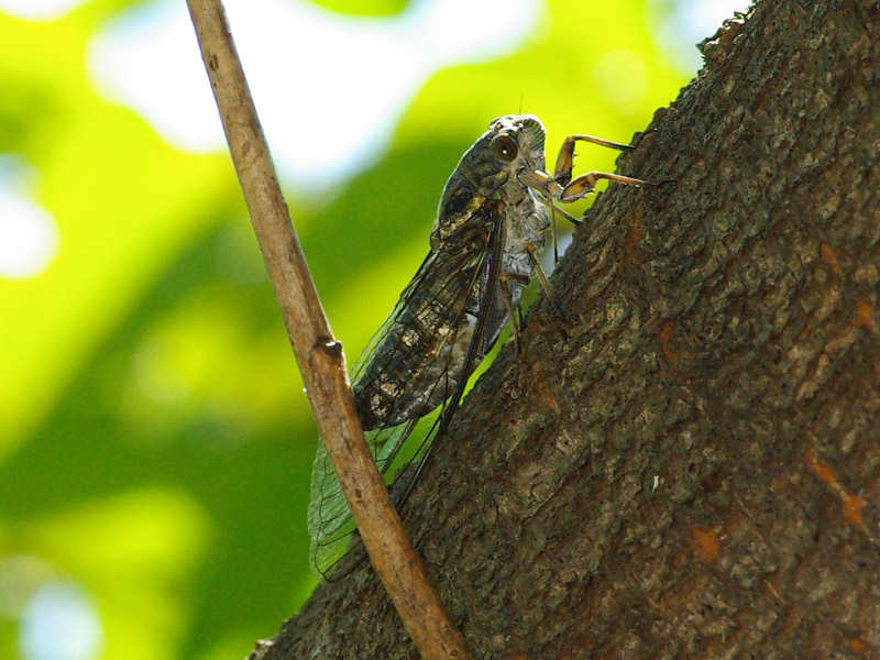 ツクツクボウシ（舞鶴公園 2011/09/06撮影）_f0204094_20153529.jpg