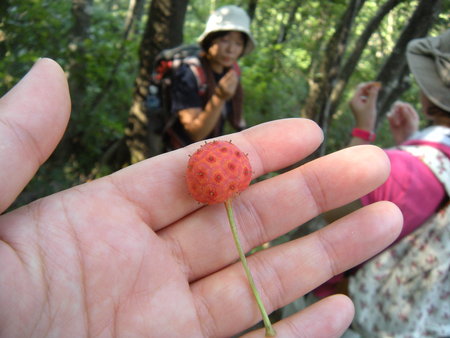 2011.9.11 高坪山（村上市・570.5m）_e0158698_200173.jpg