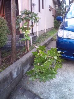 台風15号被害状況_b0147203_93489.jpg