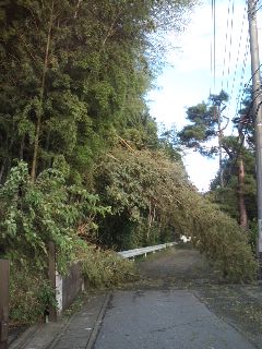 台風15号被害状況_b0147203_9381479.jpg