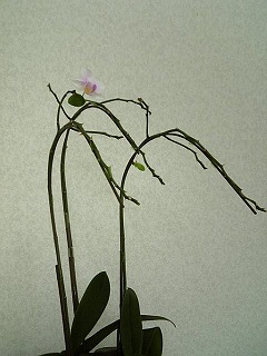 f0190020_17502.jpg