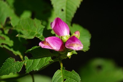 f0170524_185457100.jpg
