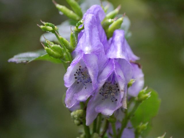 山鳥兜 ヤマトリカブト 今日の花