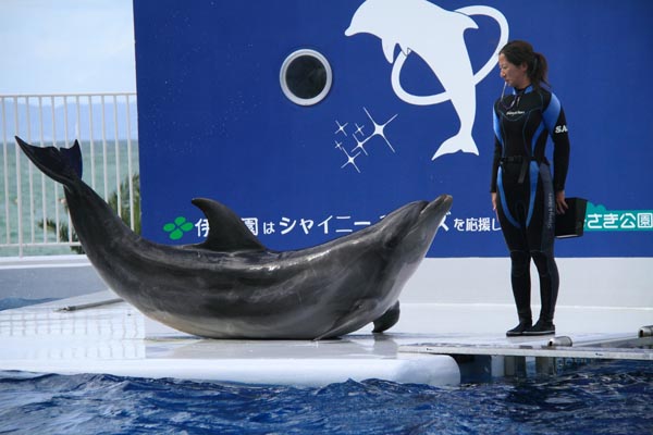 若干天候が戻ったので、みさき公園のイルカショーを撮影に行って来ました_e0195337_23102667.jpg