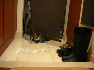 c0176651_012361.gif