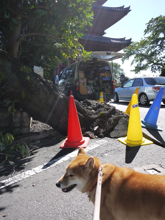 台風一過_e0241952_11271287.jpg