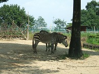 タイフーーーン散歩_f0053757_07076.jpg