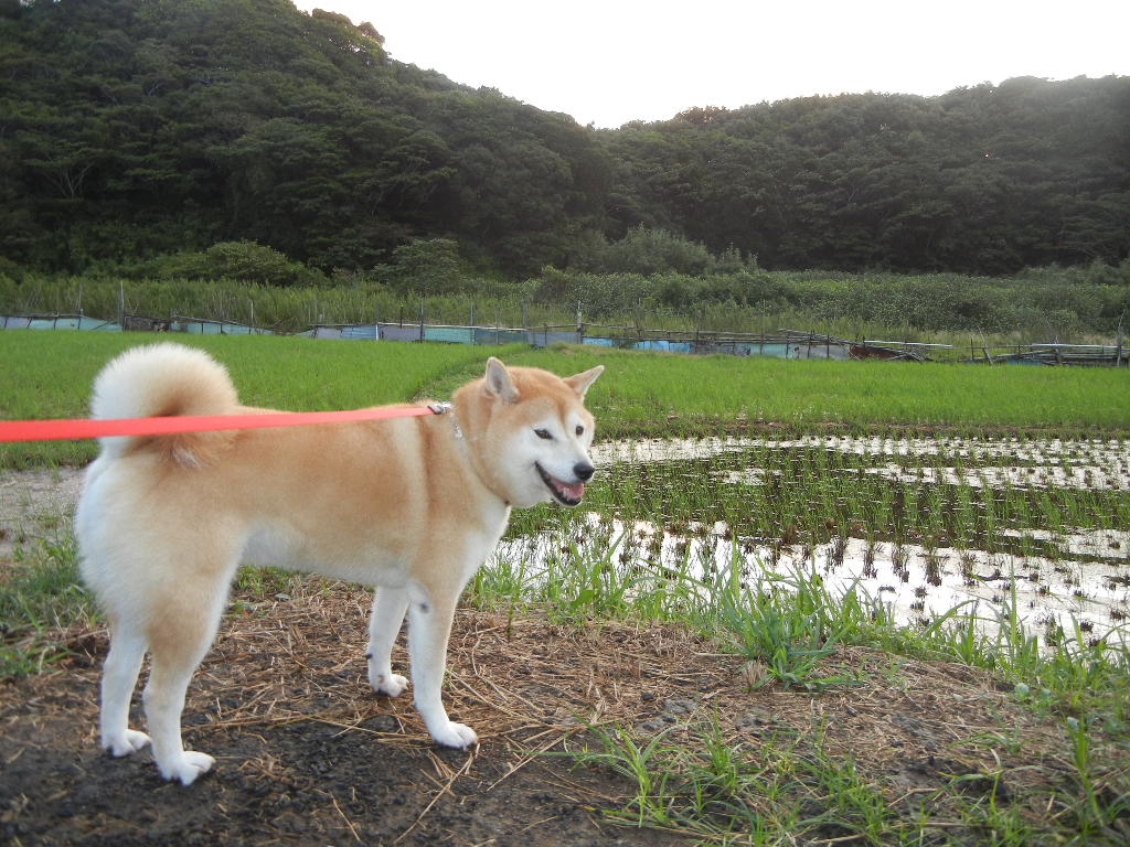 2011年9月22日(木)台風一過!_f0060461_13461551.jpg