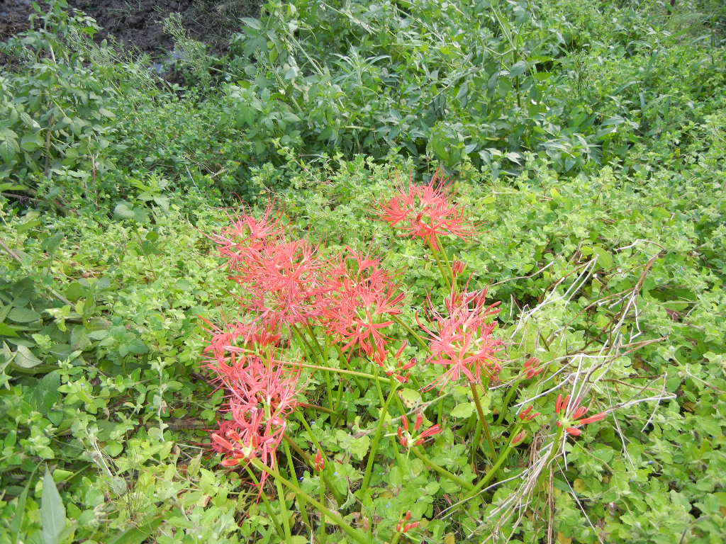 2011年9月22日(木)台風一過!_f0060461_13474727.jpg