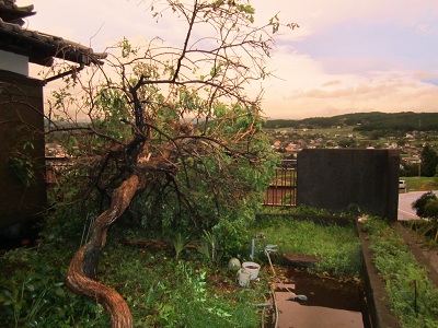 e0210367_103527100.jpg