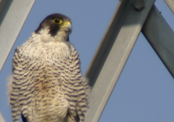 e0000968_22433220.jpg