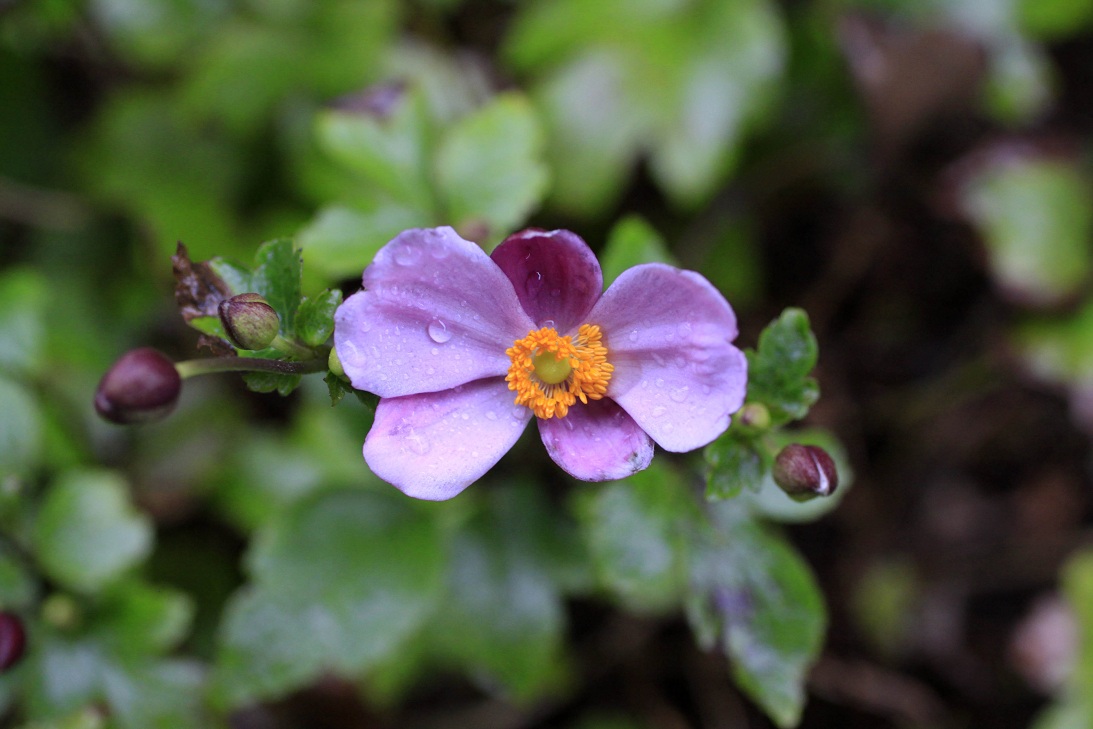 風雨の中のシュウメイギク（秋明菊）_a0107574_7543281.jpg