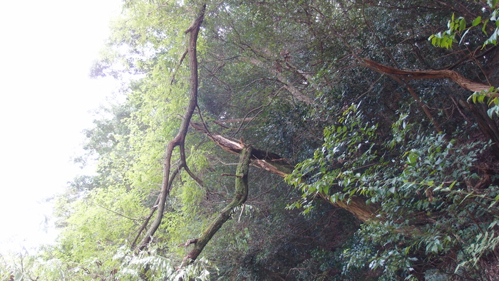 e0024081_1512473.jpg
