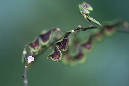 ヌスビトハギとアキアカネ。温室の花_f0030085_20152213.jpg