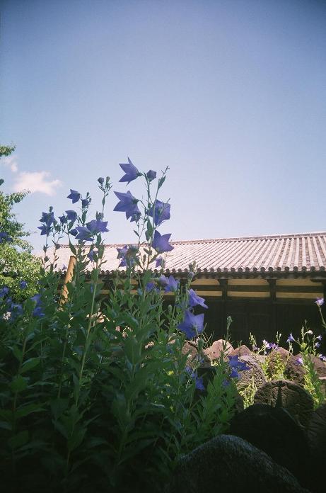 c0046587_22699.jpg
