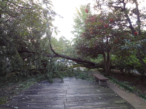 白金　台風直撃_f0189987_8153847.jpg