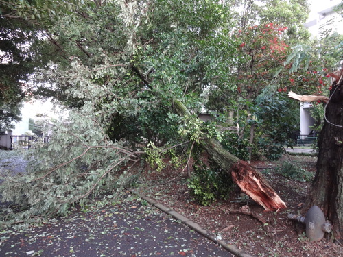 白金　台風直撃_f0189987_815696.jpg