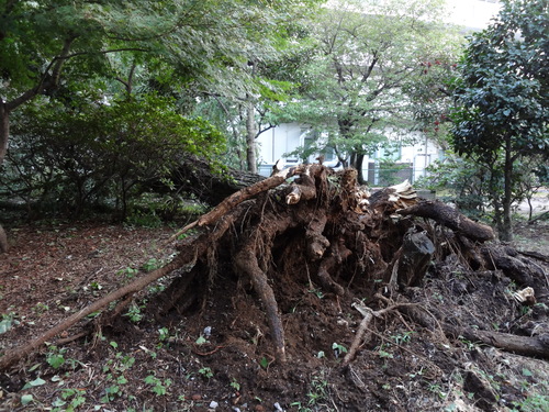 白金　台風直撃_f0189987_8161540.jpg