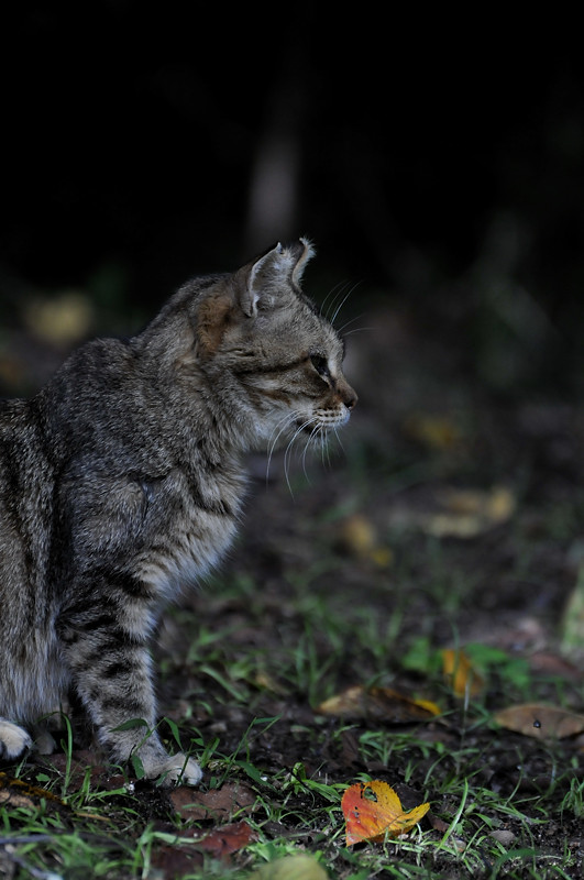 2011 09 21 公園の住人_a0143491_0573076.jpg