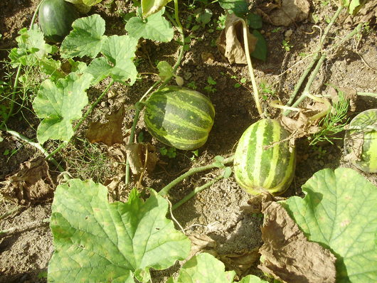 e0014991_16114698.jpg