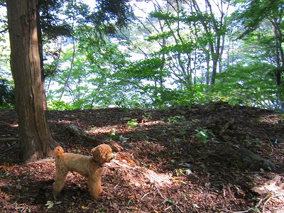 河口湖 日帰り③ カヌー犬養成講座？_e0227996_2331595.jpg