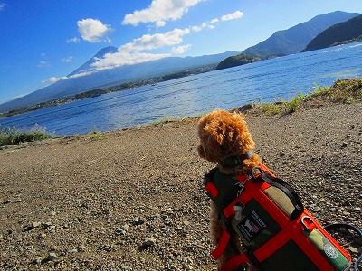 河口湖 日帰り③ カヌー犬養成講座？_e0227996_23375691.jpg