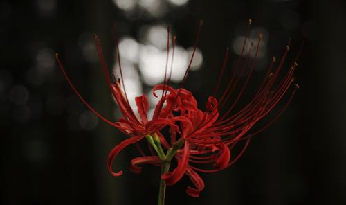 余談で 悪魔の花 おしゃべりフクロウまま
