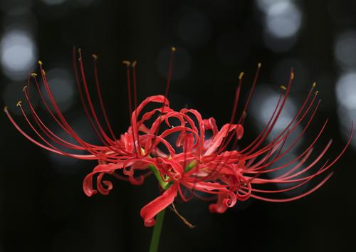 余談で 悪魔の花 おしゃべりフクロウまま 余談で 悪魔の花 おしゃべりフクロウまま