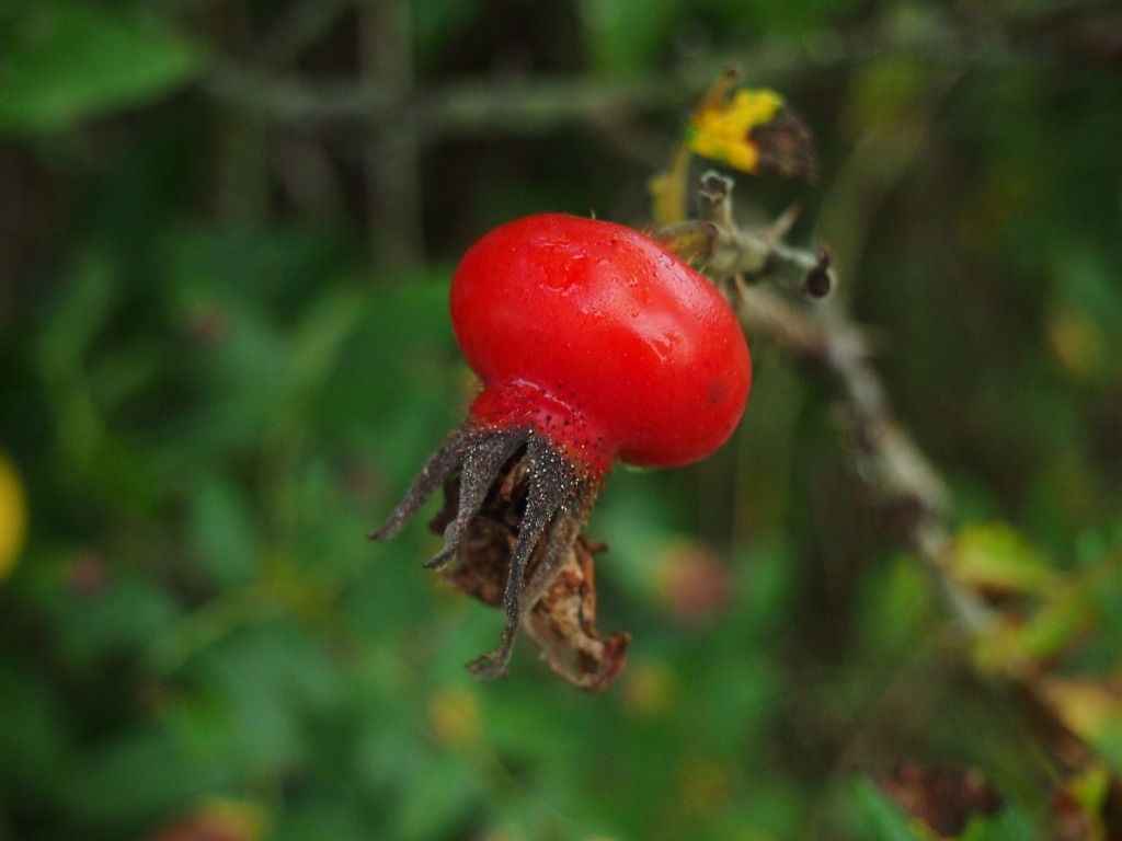 f0138305_20443645.jpg