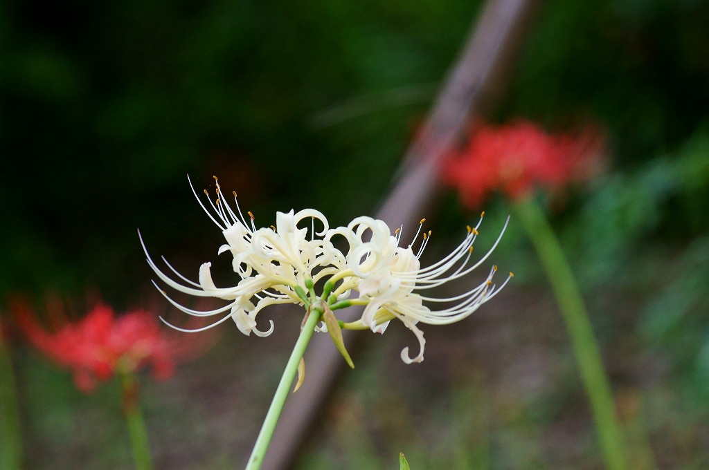 神代水生植物園～彼岸花とそばの花_b0225108_17204018.jpg