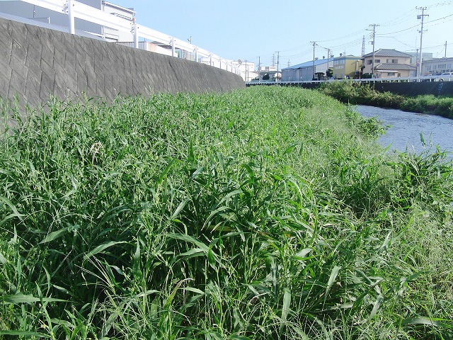 「秋の芋煮会」を目標?に今年3回目の小潤井川の草刈り清掃_f0141310_815591.jpg