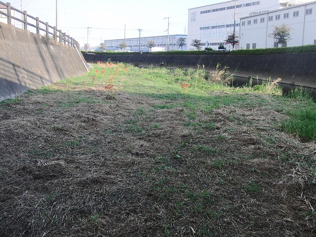 「秋の芋煮会」を目標?に今年3回目の小潤井川の草刈り清掃_f0141310_8174960.jpg