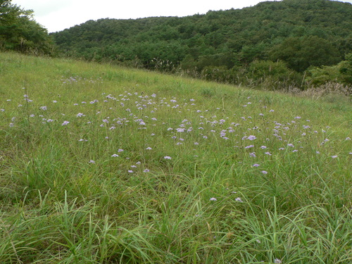 f0219710_7221962.jpg