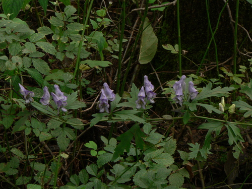 f0219710_7252277.jpg