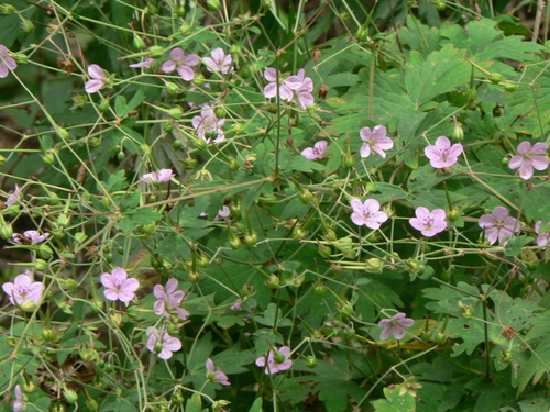 f0219710_7295955.jpg