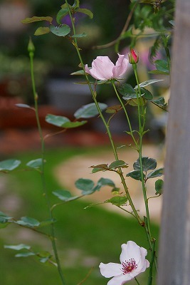 f0170524_19175293.jpg