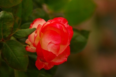 f0170524_1972750.jpg