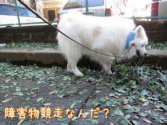 台風通過後のお散歩_c0062832_7264394.jpg