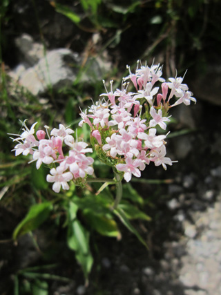 花のアルベルギ渓谷_f0234936_6394520.jpg
